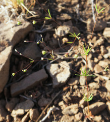 Linanthus harknessii
