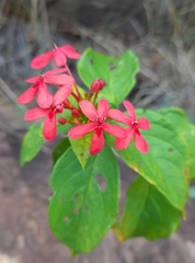 Ruspolia hypocrateriformis