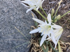 Pancratium maritimum