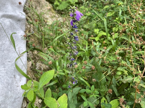zvonček bolonský (Campanula bononiensis)