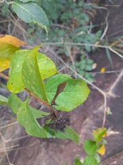 Ruspolia hypocrateriformis