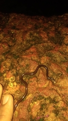 Indotyphlops porrectus