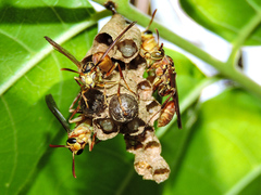 Mischocyttarus angulatus