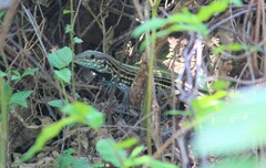 Aspidoscelis lineattissimus