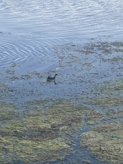 Gallinula chloropus
