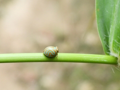 Hemisphaerius binduseni