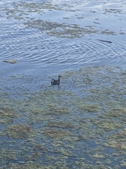 Gallinula chloropus