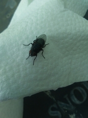 Diptera