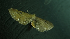 Eupithecia assimilata