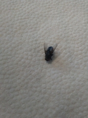 Diptera