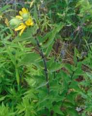 Silphium integrifolium