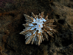 Scutellastra longicosta