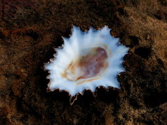 Scutellastra longicosta