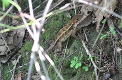 Sceloporus utiformis