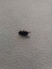 Diptera