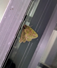 Dindica polyphaenaria