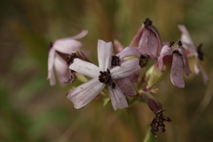 Microbotryum saponariae