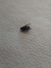 Diptera