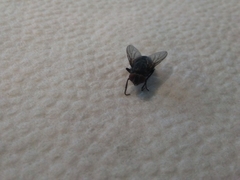 Diptera