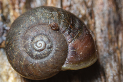 Austrorhytida glaciamans