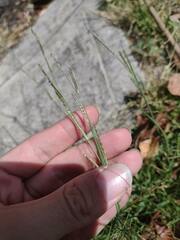 Eriochloa