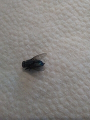 Diptera