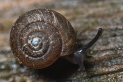 Excellaoma melbournensis