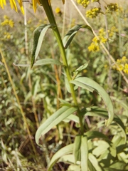 Pentanema salicinum