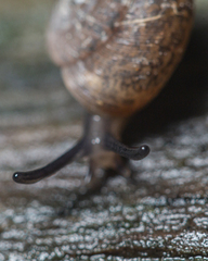 Excellaoma melbournensis