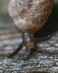 Excellaoma melbournensis