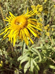 Pentanema salicinum