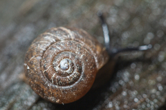 Excellaoma melbournensis