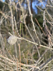 Allocasuarina paludosa