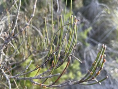 Allocasuarina paludosa