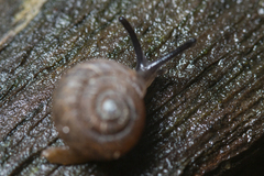 Excellaoma melbournensis