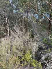 Allocasuarina paludosa