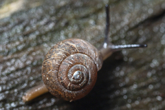 Excellaoma melbournensis