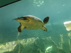 Carettochelys insculpta