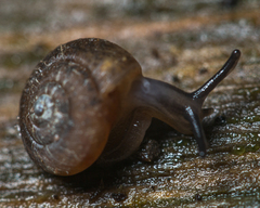 Excellaoma melbournensis