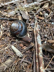 Monadenia infumata