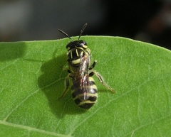 Ceratina