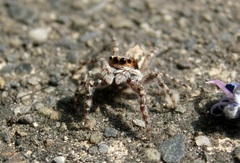 Menemerus bivittatus