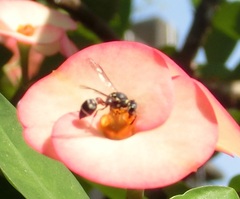 Paraleptomenes miniatus