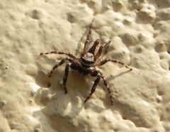 Menemerus bivittatus