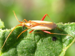 Stenotus rubrovittatus