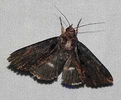 Ercheia dubia