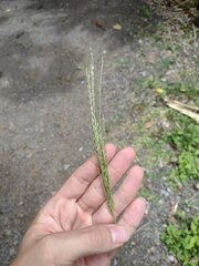 Digitaria setigera