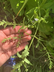 Scutellaria galericulata