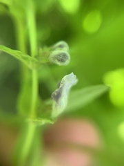 Scutellaria galericulata