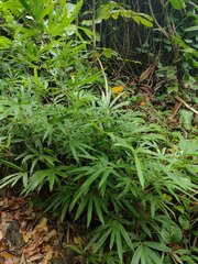 Phyllostachys nigra henonis